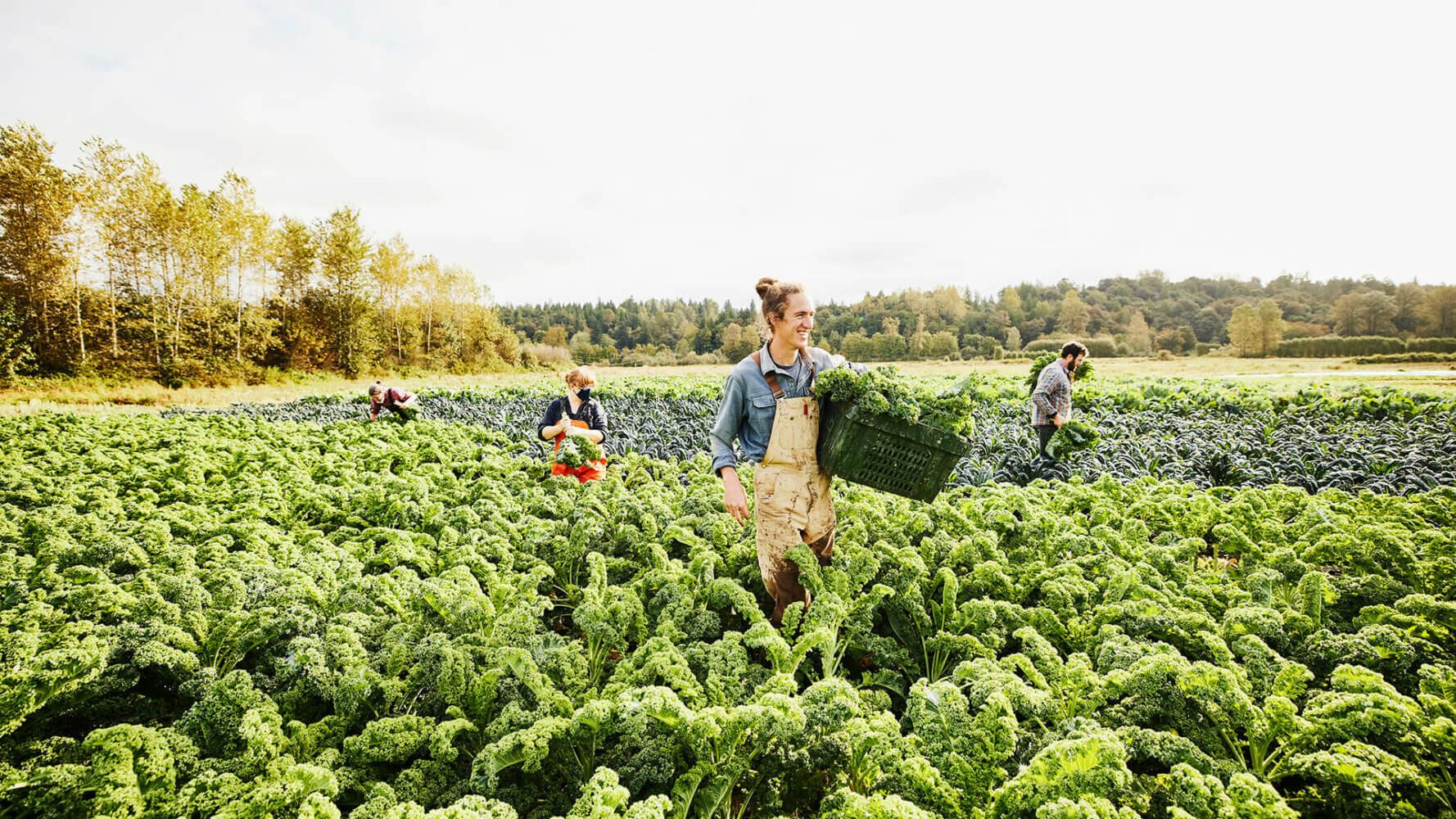 ESG Investing: farmers pick leafy crops