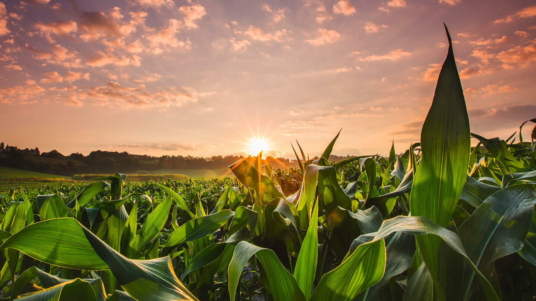 The sun shines through a cornfield, the outlook remains positive through all