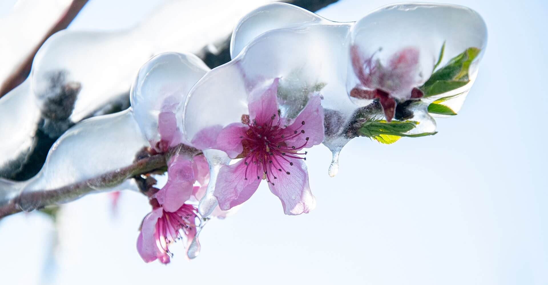 Flowers melt from a winter storm, will inflation stay the same or change with the seasons?