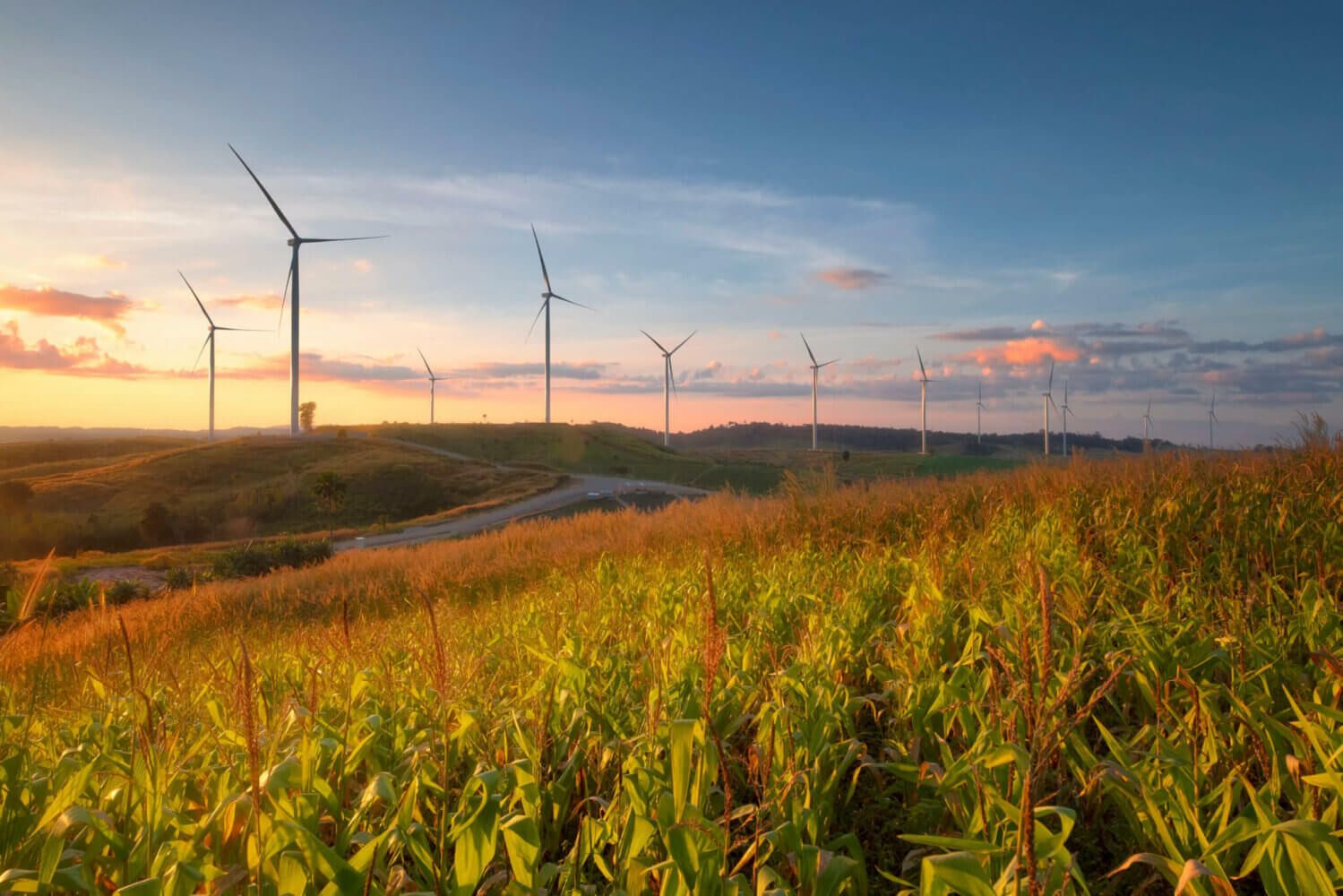 ESG standards, a corn field glows in the late afternoon sunlight