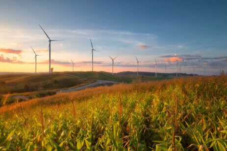 ESG standards, a corn field glows in the late afternoon sunlight