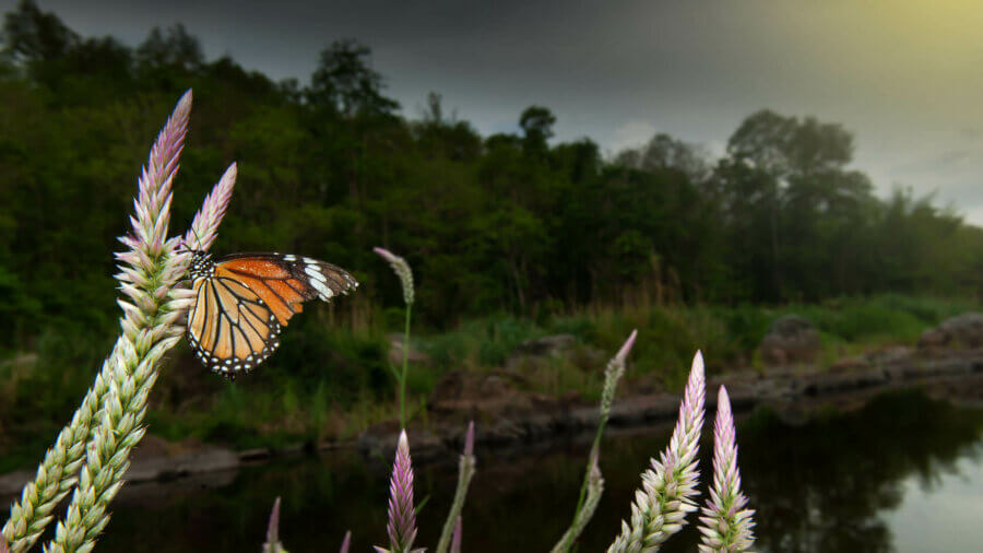 A monarch butterfly pollinating cockscomb flowers on the riverbank, rain storm covers tropical forest in the backgrounds. Mae Wong National Park, Thailand. Environment, Climate Change concepts.