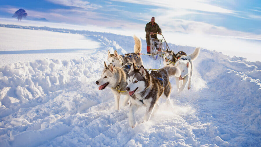 A group of dogs pull a sled in thick snow, multisector bond investing.