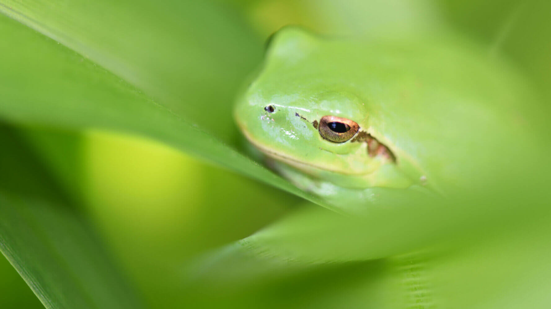 A green frog against bright green leaves, green muni