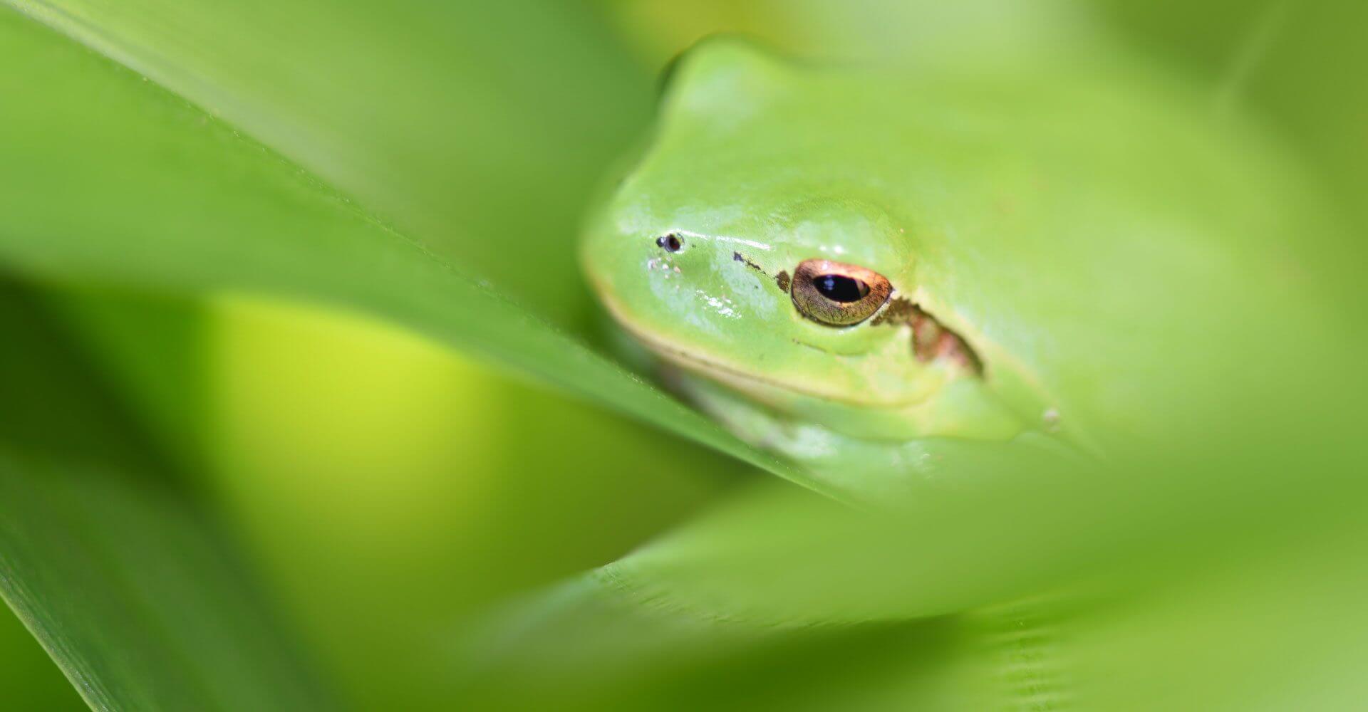 A green frog against bright green leaves, green muni