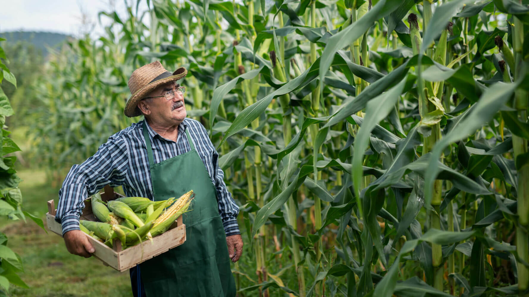 Income Generation with Dividend-Pay stocks, man stands in corn field collecting the ripe corn