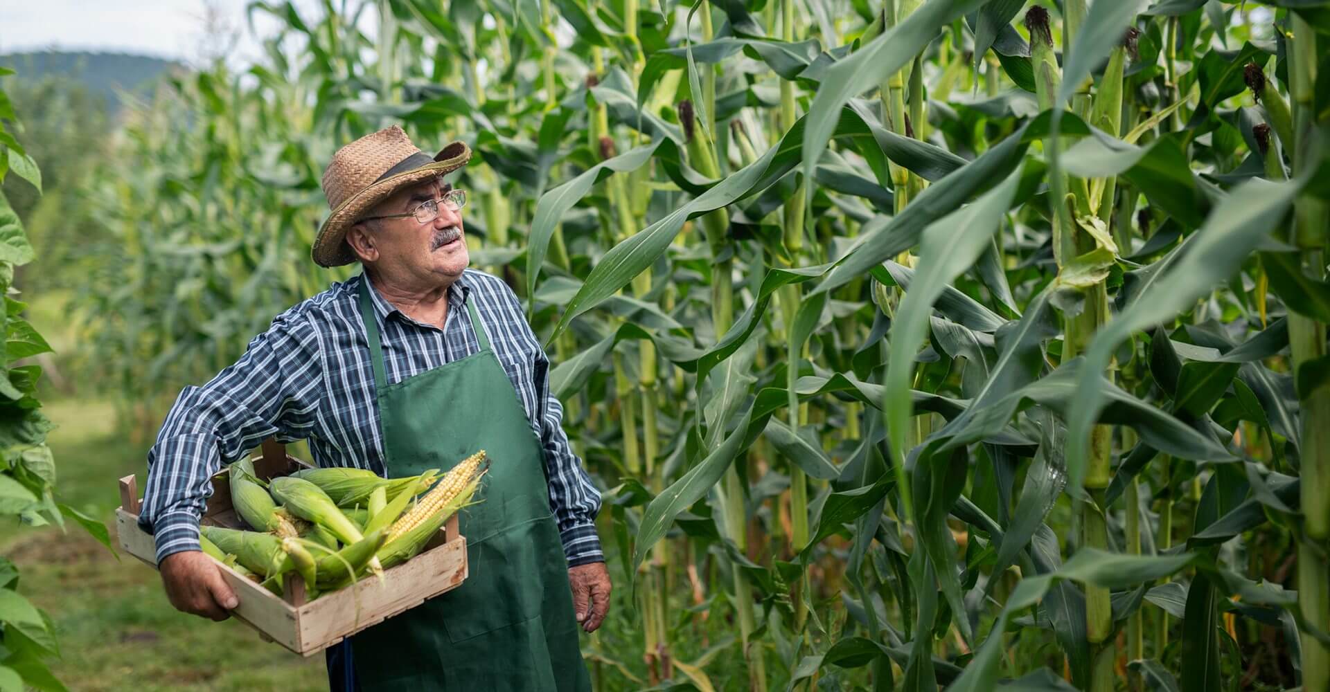 Income Generation with Dividend-Pay stocks, man stands in corn field collecting the ripe corn
