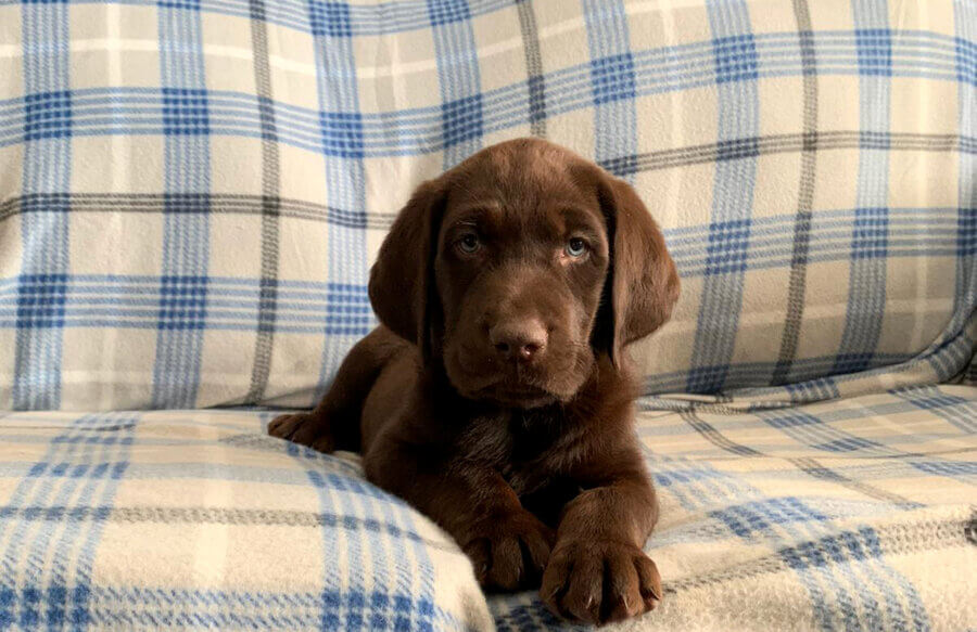 A young brown puppy stares into the camera