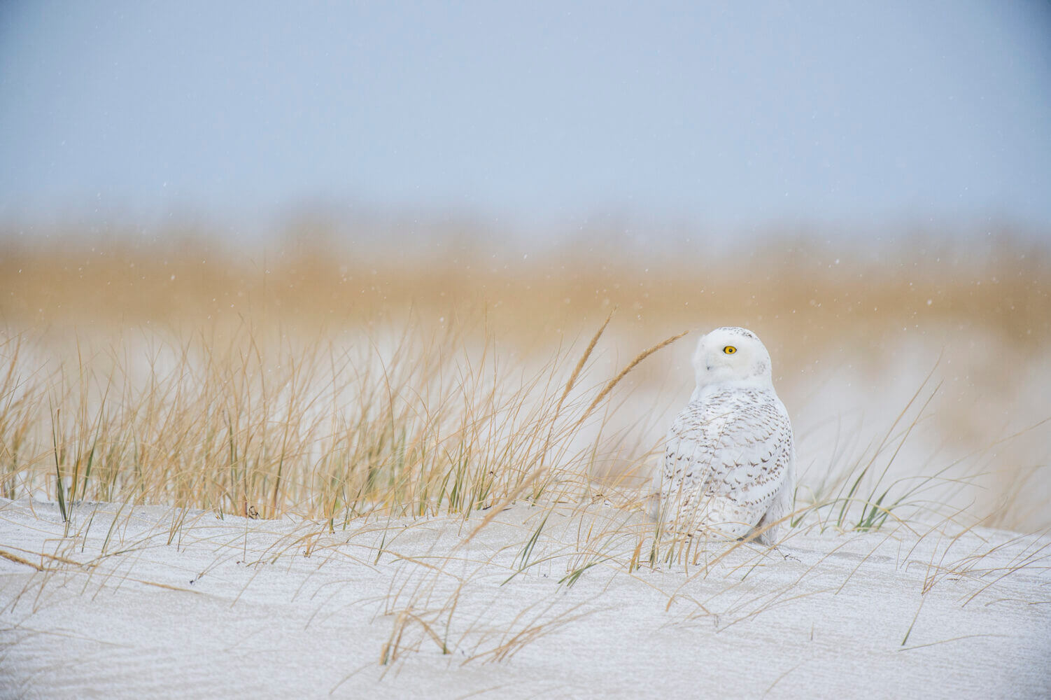 A Snowy Owl sitting on a sand dune with brown grass around it in a light snow on a cold winter day.