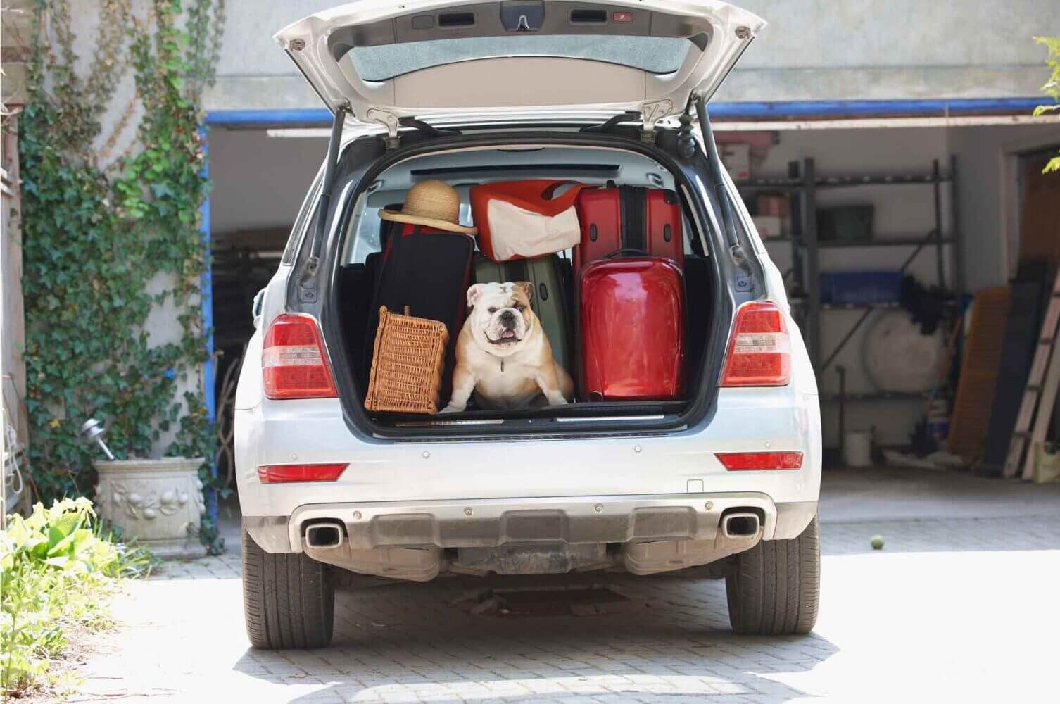 Car packed for a roadtrip, complete with luggage and the family dog