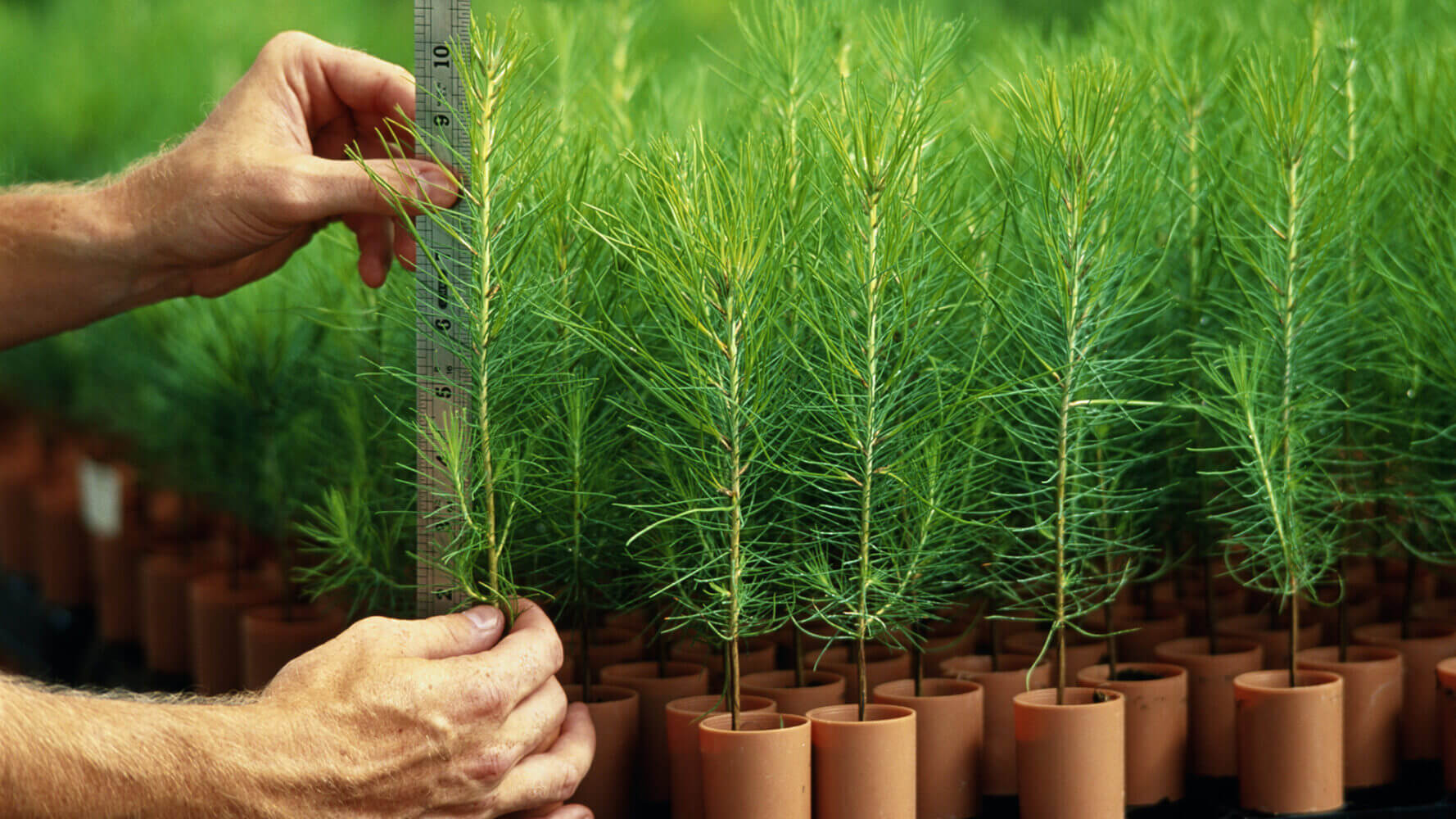 Man's hand measuring seedling, close-up