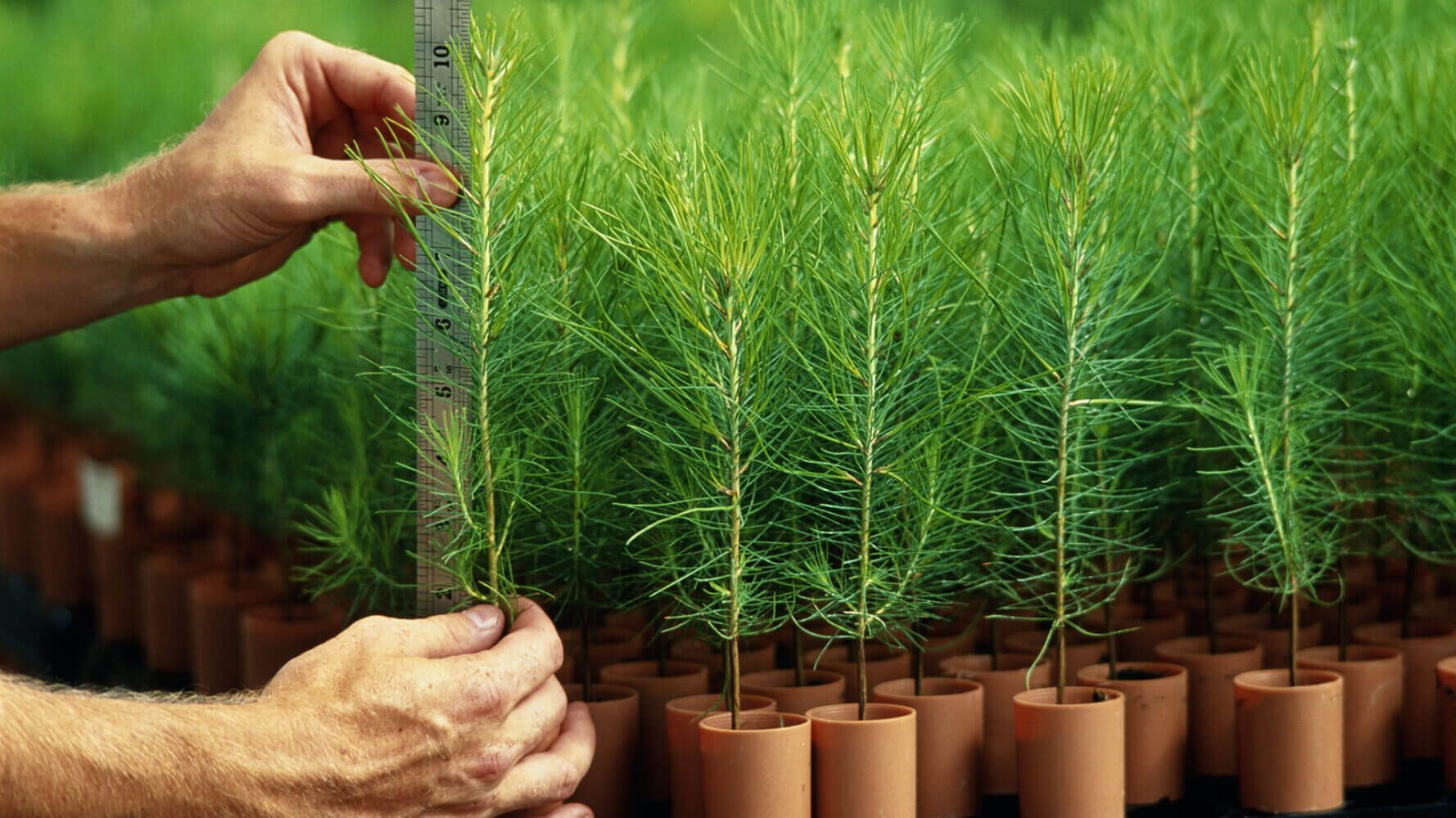 Man's hand measuring seedling, close-up