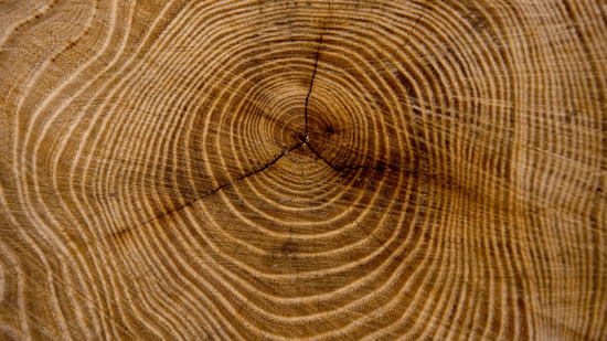 tree rings representing dividend growth