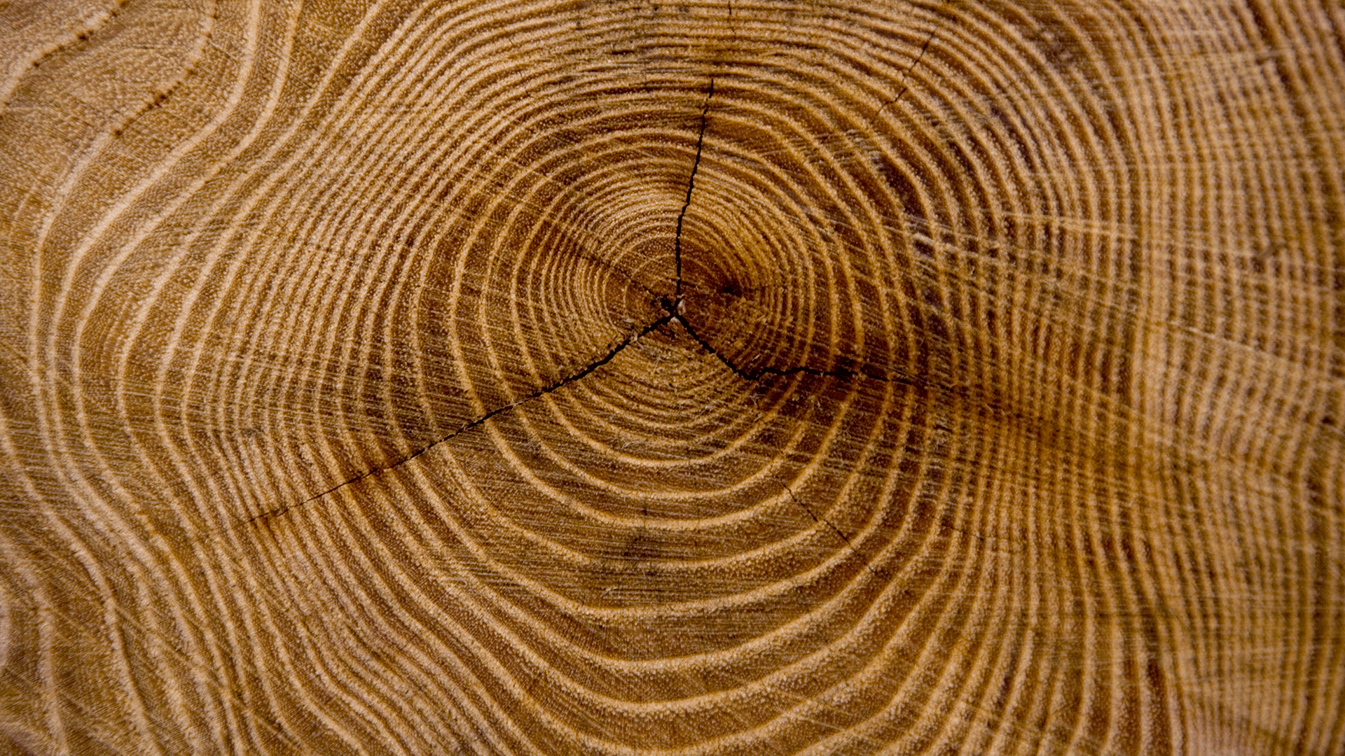 tree rings representing dividend growth