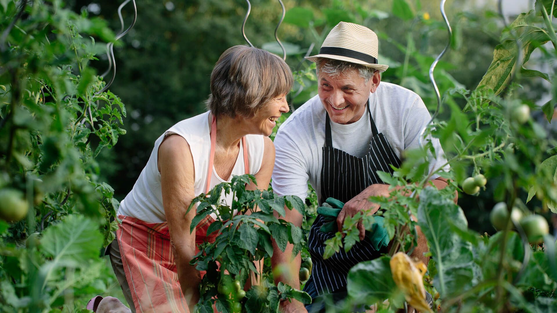 Happy senior couple gardening outdoor