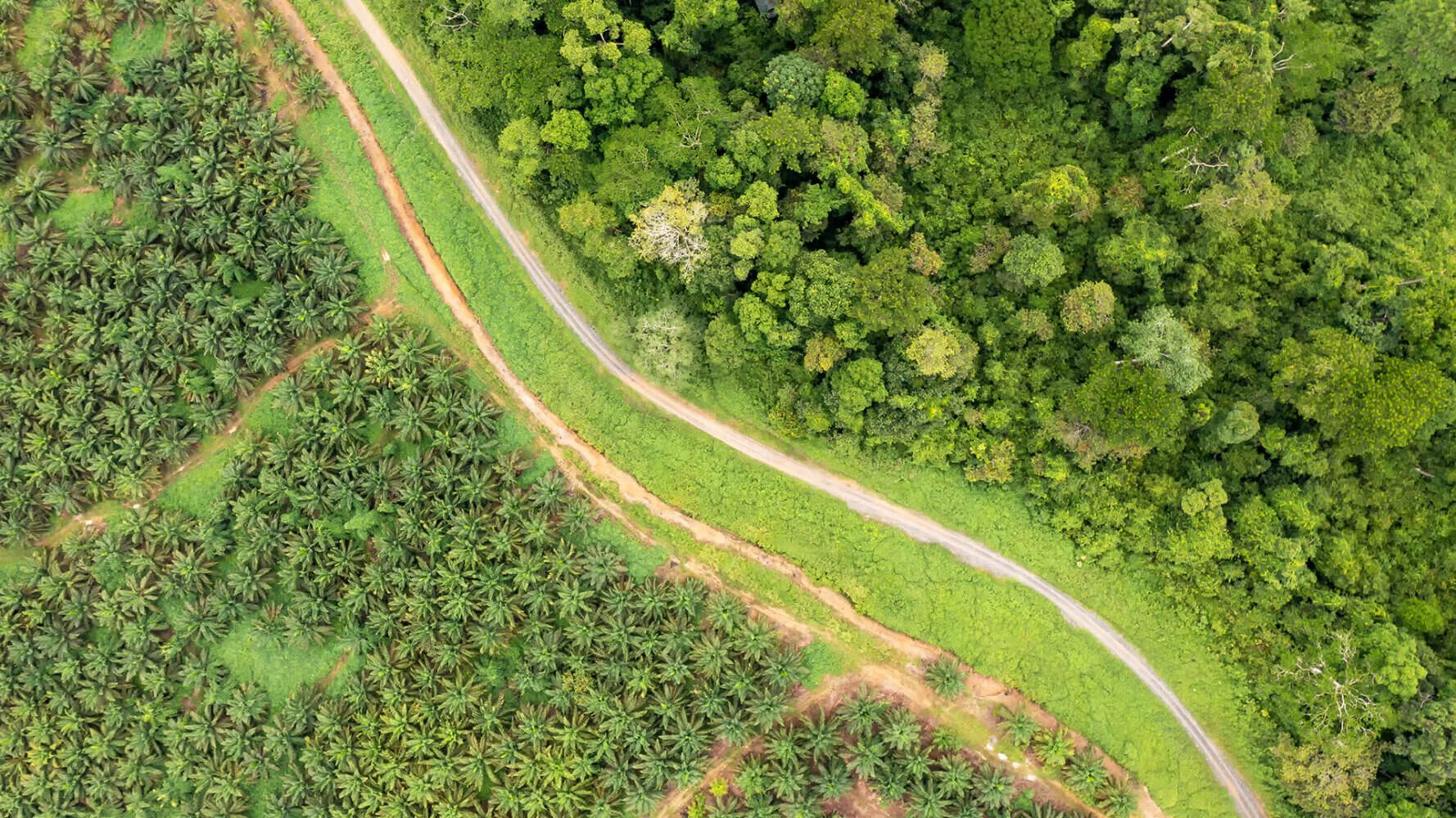 Palm oil plantation at the edge of tropical rainforest
